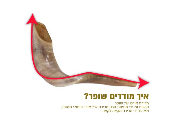 שופר איל טבעי - Image 2